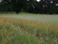 NL, Gelderland, Wijchen, Wijchensche Vennen 64, Saxifraga-Hans Boll