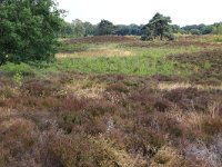 NL, Gelderland, Wijchen, Wijchensche Vennen 65, Saxifraga-Hans Boll