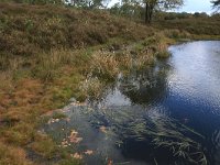 NL, Gelderland, Wijchen, Wijchensche Vennen 81, Saxifraga-Hans Boll