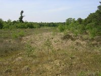 NL, Gelderland, Winterswijk, Wooldse Veen 1, Saxifraga-Henk Sierdsema