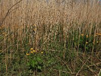 NL, Gelderland, Zaltbommel, Breemwaard 15, Saxifraga-Hans Boll