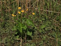 NL, Gelderland, Zaltbommel, Breemwaard 16, Saxifraga-Hans Boll