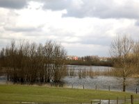 NL, Gelderland, Zaltbommel, Breemwaard 5, Saxifraga-Roel Meijer