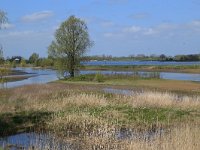 NL, Gelderland, Zaltbommel, Breemwaard 7, Saxifraga-Hans Boll