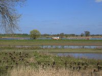 NL, Gelderland, Zaltbommel, Breemwaard 9, Saxifraga-Hans Boll