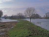 NL, Gelderland, Zaltbommel, Munniklenland 7,  Saxifraga-Jan van der Straaten