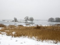 Winter landscape along river Meuse near Poederoijen, Gelderland,  Winter landscape along river Meuse near Poederoijen, Gelderland, Netherlands : countryside, Europe European, Gelderland, Holland, Netherlands, reed, river, riverscape, rural, stream, water, winter, rural landscape, groin, groyne, ice, icy, Meuse, snow, snowy, wintertime