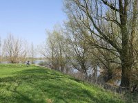 NL, Gelderland, Zaltbommel, Stadsdijk 1, Saxifraga-Tom Heijnen