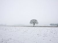 NL, Gelderland, Zutphen, Het Walien 1, Saxifraga-Bart Vastenhouw