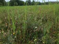 NL, Groningen, Het Hogeland, Ballastplaat 30, Saxifraga-Hans Boll