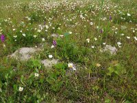 NL, Groningen, Het Hogeland, Ballastplaat 34, Saxifraga-Hans Boll