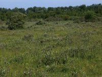 NL, Groningen, Het Hogeland, Ballastplaat 40, Saxifraga-Hans Boll