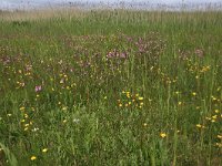 NL, Groningen, Het Hogeland, Ballastplaat 49, Saxifraga-Hans Boll