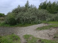 NL, Groningen, Het Hogeland, Ballastplaat 61, Saxifraga-Hans Boll