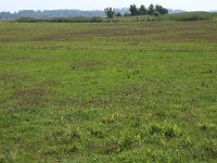 NL, Groningen, Het Hogeland, De Rug 1, Saxifraga-Hans Boll