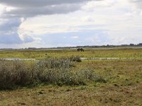 NL, Groningen, Het Hogeland, De Rug 10, Saxifraga-Hans Boll