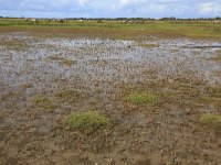 NL, Groningen, Het Hogeland, De Rug 13, Saxifraga-Hans Boll