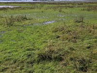 NL, Groningen, Het Hogeland, De Rug 15, Saxifraga-Hans Boll