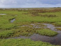 NL, Groningen, Het Hogeland, De Rug 17, Saxifraga-Hans Boll