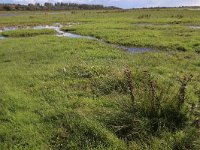 NL, Groningen, Het Hogeland, De Rug 20, Saxifraga-Hans Boll