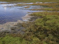 NL, Groningen, Het Hogeland, De Rug 24, Saxifraga-Hans Boll