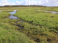 NL, Groningen, Het Hogeland, De Rug 25, Saxifraga-Hans Boll