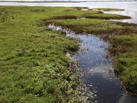 NL, Groningen, Het Hogeland, De Rug 26, Saxifraga-Hans Boll