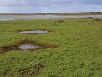 NL, Groningen, Het Hogeland, De Rug 27, Saxifraga-Hans Boll