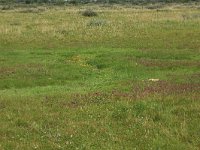 NL, Groningen, Het Hogeland, De Rug 3, Saxifraga-Hans Boll