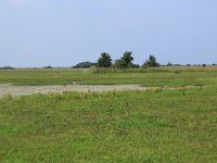 NL, Groningen, Het Hogeland, De Rug 6, Saxifraga-Hans Boll