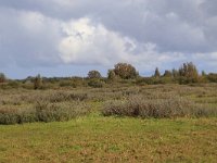 NL, Groningen, Het Hogeland, De Rug 9, Saxifraga-Hans Boll