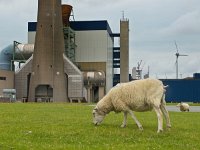 Grazing sheep  Grazing sheep in front of an industrial plant : achtergrond, air, animal, apocalypse, apocalyptic, background, biotoop, chemisch, chemische, chimney, color, contamination, creative nature, dier, earth, ecologie, ecology, eemshaven, eemsmond, eet, end, environment, eten, fabriek, factory, fauna, future, futuristic, futuristisch, gras, groningen, grunge, grungy, holland, industrial, industrie, industrieel, industry, kleur, landscape, landschap, leefomgeving, lucht, luchtkwaliteit, luchtvervuiling, manufacture, milieu, nature, natuur, nederland, niemand, nobody, pollution, poluted, productie, retro, rudmer zwerver, schoorsteen, sky, smoke, toekomst, toned, toxic, toxische, vervuild, vervuiling