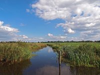 NL, Groningen, Het Hogeland, Lauwersmeer 8, Saxifraga-Hans Dekker