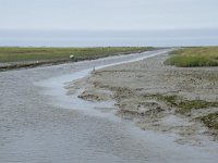 NL, Groningen, Het Hogeland, Noordpolderzijl 18, Saxifraga-Willem van Kruijsbergen