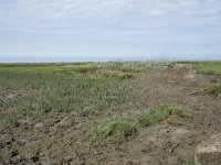 NL, Groningen, Het Hogeland, Noordpolderzijl 19, Saxifraga-Willem van Kruijsbergen