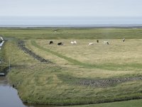 NL, Groningen, Het Hogeland, Noordpolderzijl 30, Saxifraga-Willem van Kruijsbergen