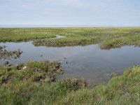 NL, Groningen, Het Hogeland, Noordpolderzijl 37, Saxifraga-Willem van Kruijsbergen