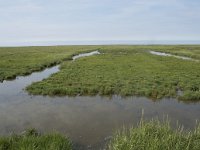 NL, Groningen, Het Hogeland, Noordpolderzijl 39, Saxifraga-Willem van Kruijsbergen