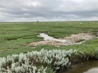 NL, Groningen, Het Hogeland, Pieterburen 10, Saxifraga-Willem van Kruijsbergen