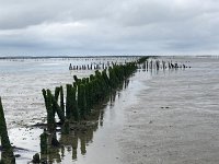 NL, Groningen, Het Hogeland, Pieterburen 35, Saxifraga-Willem van Kruijsbergen