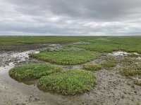 NL, Groningen, Het Hogeland, Pieterburen 5, Saxifraga-Willem van Kruijsbergen