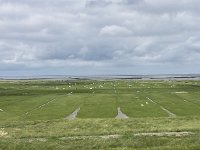 NL, Groningen, Het Hogeland, Pieterburen 75, Saxifraga-Willem van Kruijsbergen