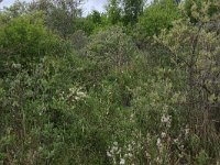 NL, Groningen, Het Hogeland, Robbenoord 1, Saxifraga-Hans Boll