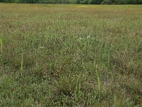 NL, Groningen, Het Hogeland, Robbenoord 13, Saxifraga-Hans Boll