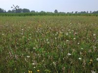 NL, Groningen, Het Hogeland, Robbenoord 3, Saxifraga-Hans Boll