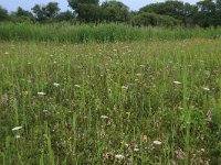 NL, Groningen, Het Hogeland, Robbenoord 4, Saxifraga-Hans Boll