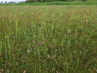 NL, Groningen, Het Hogeland, Robbenoord 6, Saxifraga-Hans Boll