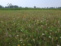 NL, Groningen, Het Hogeland, Robbenoord 7, Saxifraga-Hans Boll