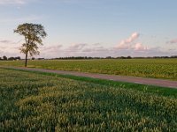 grainfields during sunset  grainfields, tree and road during sunset : achtergrond, agriculture, akker, akkerbouw, atmosphere, background, barley, boom, buiten, cereal plant, common, copy space, creative nature, crop, cultivated land, culture, cultuur, de marne, farm, field, food, gecultiveerd, gerst, gewas, graan, graan plant, grain, gras, grass, groei, groningen, growth, harmonie, harmony, hemel, holland, idyllic, idyllisch, land, landbouw, landelijk, landelijk tafereel, landscape, landscaped, landschap, landschappelijk, meadow, mood, nederland, nederlands, niemand, nobody, outdoors, panoramic, panoramisch, plain, plant, plantage, plantation, rijp, ripe, road, roode haan, rudmer zwerver, rural, rural scene, rustic, rustiek, scene, seed, sfeer, sky, stapelvoedsel, staple, stemming, summer, sunlight, toneel, traditional, traditioneel, tree, veld, vlakte, voedsel, weg, weide, zaad, zomer, zonlicht