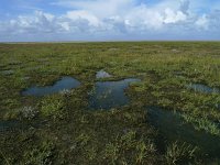 NL, Groningen, Het Hogeland, Rottumeroog 19, Saxifraga-Mark Zekhuis